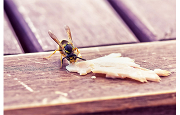 여름철 ‘벌 조심’…생명 위협하는 벌독 알레르기