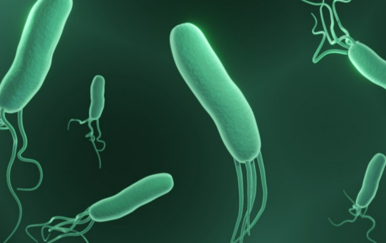 헬리코박터 파일로리(Helicobacter pylori) 감염경로와 진단법 Q&A  